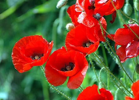Poppies